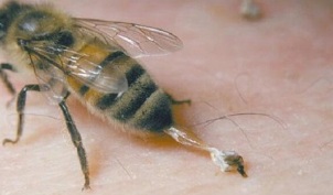 PČELINJI OTROV | Pčelarstvo Dobranić